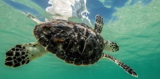 Turtles makes their way back to sea in celebration of “World Sea Turtle Day” at Jumeirah Al Naseem