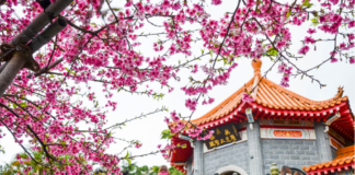 Season of Hope arrives with spring festivals in Taiwan Cherry blossom in tianyuan palace, Taiwan