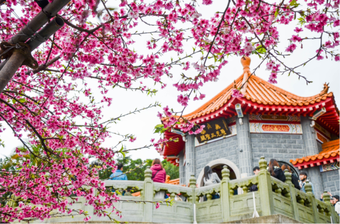 Cherry blossom in tianyuan palace, Taiwan