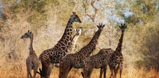 Indian travel trade utilize the lockdown period to elevate their South Africa destination knowledge via the SA Specialist programme