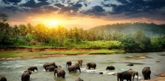 Sri Lanka to Reopen for Tourism in August, Visitors to Undergo Multiple Coronavirus Tests During Stay