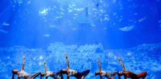 Ocean Park Looks Forward to Reopening Soon