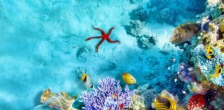 Flydubai to the Maldives from 27 October