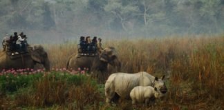 Assam’s Kaziranga National Park Reopens After 7 Months