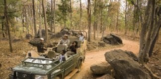Explore The Wild Side With Taj Safaris