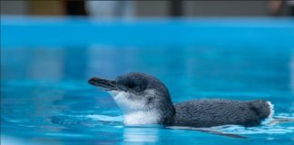 Summerland Peninsula, Research & Penguin Protection