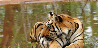 Madhya Pradesh to reopen national parks, tiger reserves from June 1