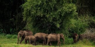 Tholpetty Wildlife Sanctuary – Where Wildlife Thrives
