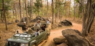 Discover the secrets of the Jungle with Taj Safaris