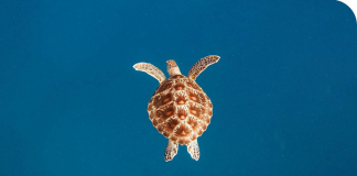 Encounters with the Ancient Sea Turtles in the Maldives
