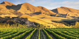 Sip, Savour, and Soak in the Beauty: Exploring the alluring wine regions of New Zealand