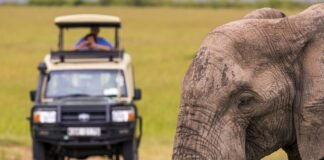 Safari tourism market to soar, reaching USD 56.57 bil by 2033
