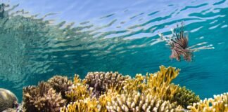 Red Sea Global’s fourth Annual Sustainability Report cements position as leader in regenerative tourism