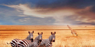 Kenya Tourism Board Partners with BRANDit to Strengthen Indian Travel Connections and Expand Year-Round Tourism