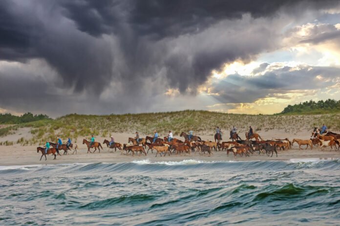 Chincoteague Pony Swim: Morning Beach Walk