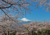 Indian Tourist Arrivals to Japan Surge 18.3% in First Four Months of 2026 Despite Global Travel Headwinds