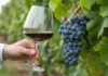 MICHELIN Guide Launches ‘MICHELIN Grape’, Expanding Its Global Recognition to Wine Estates