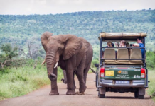 South Africa Welcomes 5.58 Million International Tourists in H1 2026, Up 12.3%